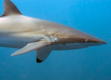 Pasifik Okyanusu, Baja California Sur, Meksika 'da İpeksi Köpekbalığı (Carcharhinus falciforis)