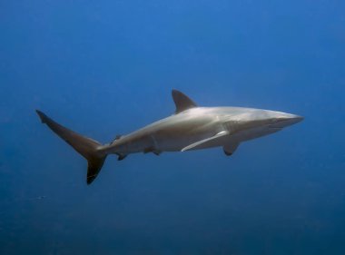 Pasifik Okyanusu, Baja California Sur, Meksika 'da İpeksi Köpekbalığı (Carcharhinus falciforis)