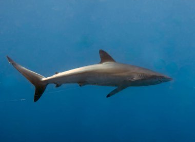 Pasifik Okyanusu, Baja California Sur, Meksika 'da İpeksi Köpekbalığı (Carcharhinus falciforis)