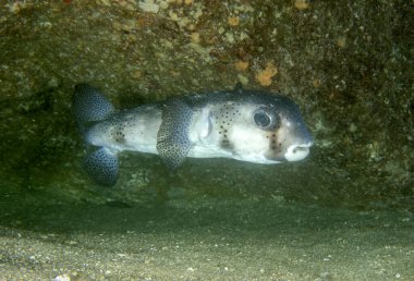 Baja California, Meksika 'da Benekli Kirpi Balığı (Diodon hystrix)