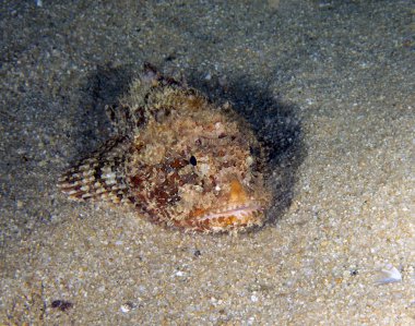 Baja California Sur, Meksika 'da Kaliforniya Akrep Balığı (Scorpaena guttata)