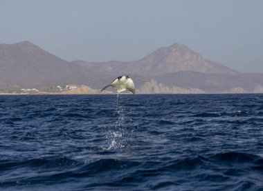 Munk 's Devil Rays namı diğer Mobula Rays (Mobula munkiana) Baja California Sur, Meksika' da sudan atlayarak