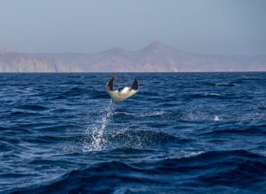 Munk 's Devil Rays namı diğer Mobula Rays (Mobula munkiana) Baja California Sur, Meksika' da sudan atlayarak
