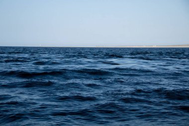 Munk 's Devil Rays (Mobula munkiana) adlı bir okulun sebep olduğu bir girdap, Baja California Sur, Meksika' daki su yüzeyini yumuşatıyor.