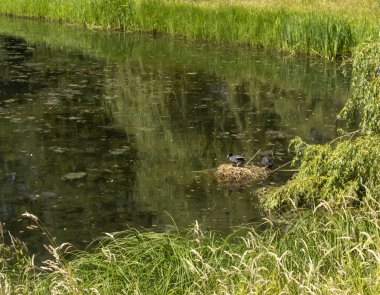 A pair of Eurasian Coots (Fulica atra) nesting in a pond in Arnhem, Netherlands clipart