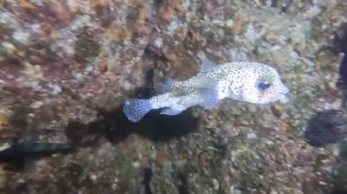 Baja California, Meksika 'da Benekli Kirpi Balığı' nın (Diodon hystrix) 4k videosu