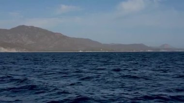 4k video Munk 's Devil Rays namı diğer Mobula Rays (Mobula munkiana) Baja California Sur, Meksika' da sudan atlıyor