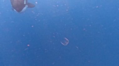 Katil Balina (Orcinus orca) Meksika, Cortez Denizi 'nde 4k video