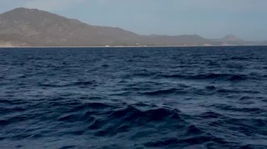 4k video Munk 's Devil Rays namı diğer Mobula Rays (Mobula munkiana) Baja California Sur, Meksika' da sudan atlıyor