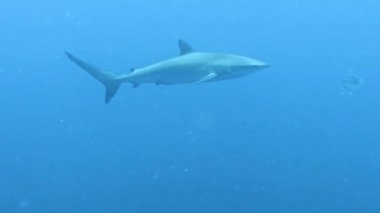 Pasifik Okyanusu, Baja California Sur, Meksika 'da İpek Köpekbalığı (Carcharhinus falciforis) 4k video