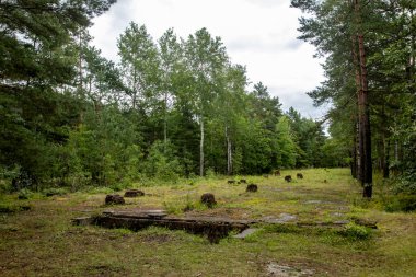 II. Dünya Savaşı 'ndan kalma Stalag Luft esir kampındaki esir kışlasının kalıntıları, Polonya, Zagan' da.