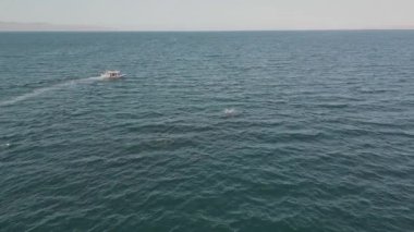 Munk 's Devil Rays' in 4k hava görüntüsü diğer adıyla Mobula Rays (Mobula munkiana) Baja California Sur, Meksika 'da sudan atlıyor