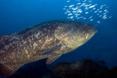Jüpiter, Florida, ABD 'de bir Atlantik Calut Grubu (Epinephelus itajara).