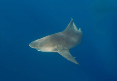 Bull Shark (Carcharhinus leucas) Jüpiter, Florida, ABD 'de