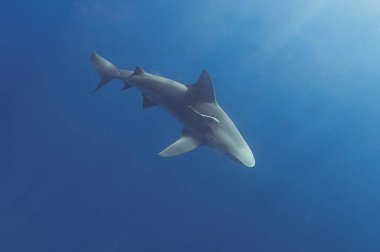 Bull Shark (Carcharhinus leucas) Jüpiter, Florida, ABD 'de