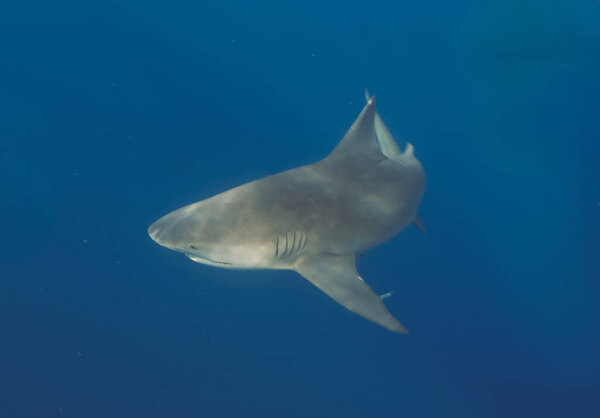 Bull Shark (Carcharhinus leucas) in Jupiter, Florida, USA