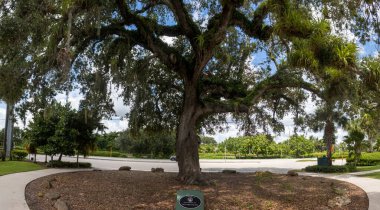 Jüpiter, Florida 'daki Sawfish Park' taki 200 yıllık meşe ağacı.