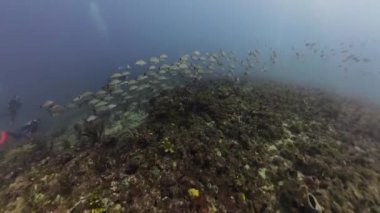 Jüpiter, Florida, ABD 'deki balık sürülerinin 4k videosu