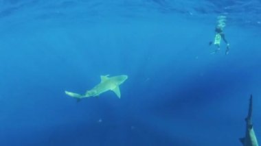Bir dalgıcın Jüpiter, Florida, ABD 'de Boğa Köpekbalığı (Carcharhinus leucas) ile etkileşime girdiği 4k video.