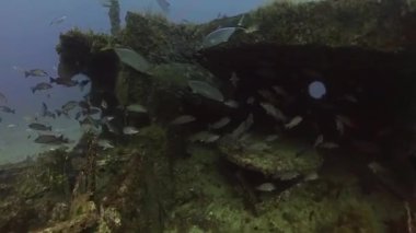 Jüpiter, Florida, ABD 'de Atlantik Calut Grubu' nun (Epinephelus itajara) 4k videosu.