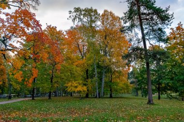 Sibelius Park, Helsinki, Finlandiya 'daki ağaçlarda sonbahar renkleri