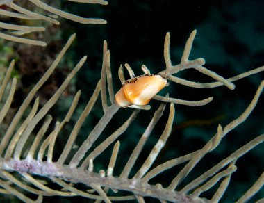 Punta Cana, Dominik Cumhuriyeti 'nde bir Flamingo Dil Salyangozu (Cyphoma gibbosum)