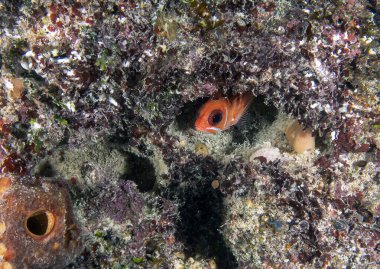 A Squirrelfish (Holocentrus adscensionis) in Punta Cana, Dominican Republic clipart