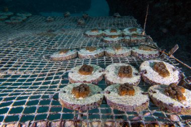 Fragments of coral growing in an underwater coral farm in Punta Cana, Dominican Republic clipart