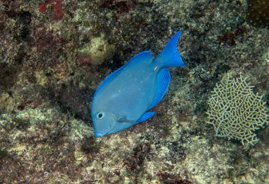 Punta Cana, Dominik Cumhuriyeti 'nde Mavi Tang (Acanthurus coeruleus)
