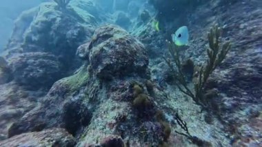 Punta Cana, Dominik Cumhuriyeti 'nde bir Foureye Kelebeği' nin (Chaetodon capistratus) 4k videosu