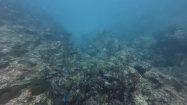 Punta Cana, Dominik Cumhuriyeti 'nde resife yakın yüzen bir Grunt okulunun 4k videosu.