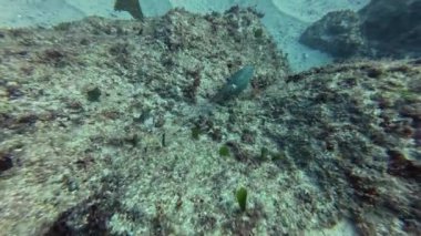 Punta Cana, Dominik Cumhuriyeti 'nde bir Kırmızı bant Parrotfish' in (Sparisoma aurofrenatum) 4k videosu