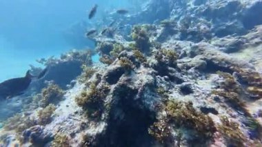 Punta Cana, Dominik Cumhuriyeti 'ndeki bir resifte Zümrüt Parrotfish' in (Nicholsina usta) 4k videosu