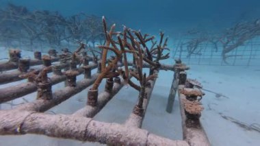 Punta Cana, Dominik Cumhuriyeti 'ndeki bir sualtı mercan çiftliğinde büyüyen mercanların 4k videosu