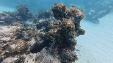 Punta Cana, Dominik Cumhuriyeti 'nde bir Smooth Trunkfish (Lactophrys triqueter) 4k videosu