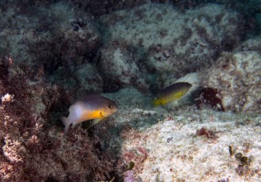 Punta Cana, Dominik Cumhuriyeti 'nde bir Bicolour Dambencil (Stegastes partitus)
