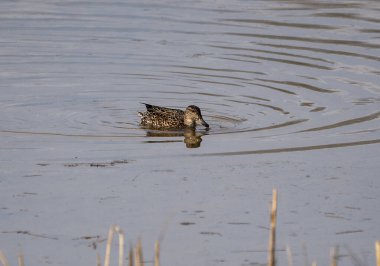 Suffolk, İngiltere 'deki Lackford Gölleri' nde bir Mallard Duck (Anas platyrhynchos)