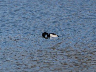 Bir Tufted Duck (Aythya fuligula) Suffolk, İngiltere 'de yiyecek aramak için dalmak üzeredir.