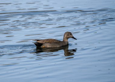 Suffolk, İngiltere 'deki Lackford Gölleri' nde bir Gadwall Duck (Anas strepera)