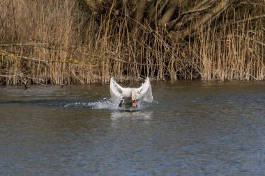 Suffolk, İngiltere 'deki Lakeford Gölünde Dilsiz Kuğu (Cygnus olor)