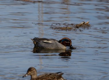 Suffolk, İngiltere 'deki Lackford Gölünde bir Teal Duck (Anas crecca)