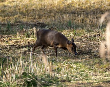 Suffolk, İngiltere 'deki Lakeford Gölleri' nde yalnız bir Baş Muhafız Muntjac (Muntiacus reevesi)