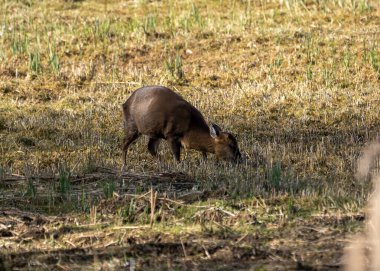 Suffolk, İngiltere 'deki Lakeford Gölleri' nde yalnız bir Baş Muhafız Muntjac (Muntiacus reevesi)