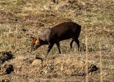 Suffolk, İngiltere 'deki Lakeford Gölleri' nde yalnız bir Baş Muhafız Muntjac (Muntiacus reevesi)