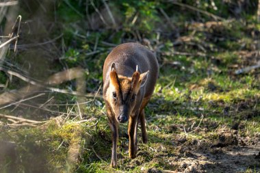 Suffolk, İngiltere 'deki Lakeford Gölleri' nde yalnız bir Baş Muhafız Muntjac (Muntiacus reevesi)
