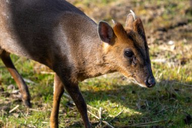 Suffolk, İngiltere 'deki Lakeford Gölleri' nde yalnız bir Baş Muhafız Muntjac (Muntiacus reevesi)