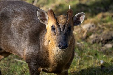 Suffolk, İngiltere 'deki Lakeford Gölleri' nde yalnız bir Baş Muhafız Muntjac (Muntiacus reevesi)