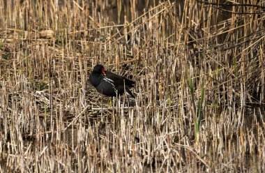 Suffolk, İngiltere 'deki Lackford Gölünde bir Moorhen (Gallinula kloropusu)