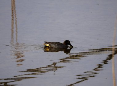 Suffolk, İngiltere 'deki Lackford Gölünde bir Teal Duck (Anas crecca)