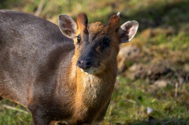 Suffolk, İngiltere 'deki Lakeford Gölleri' nde yalnız bir Baş Muhafız Muntjac (Muntiacus reevesi)